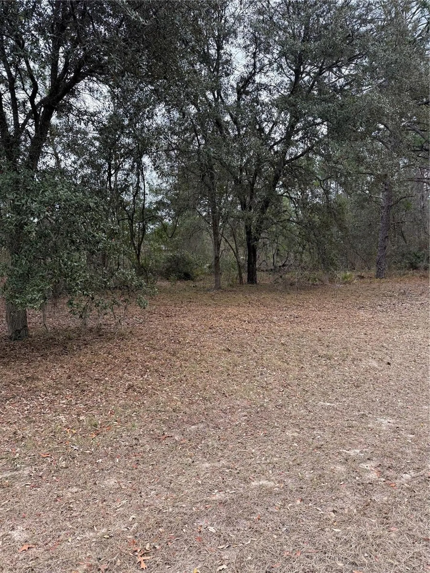SW 135th Loop Ocala FL 34473