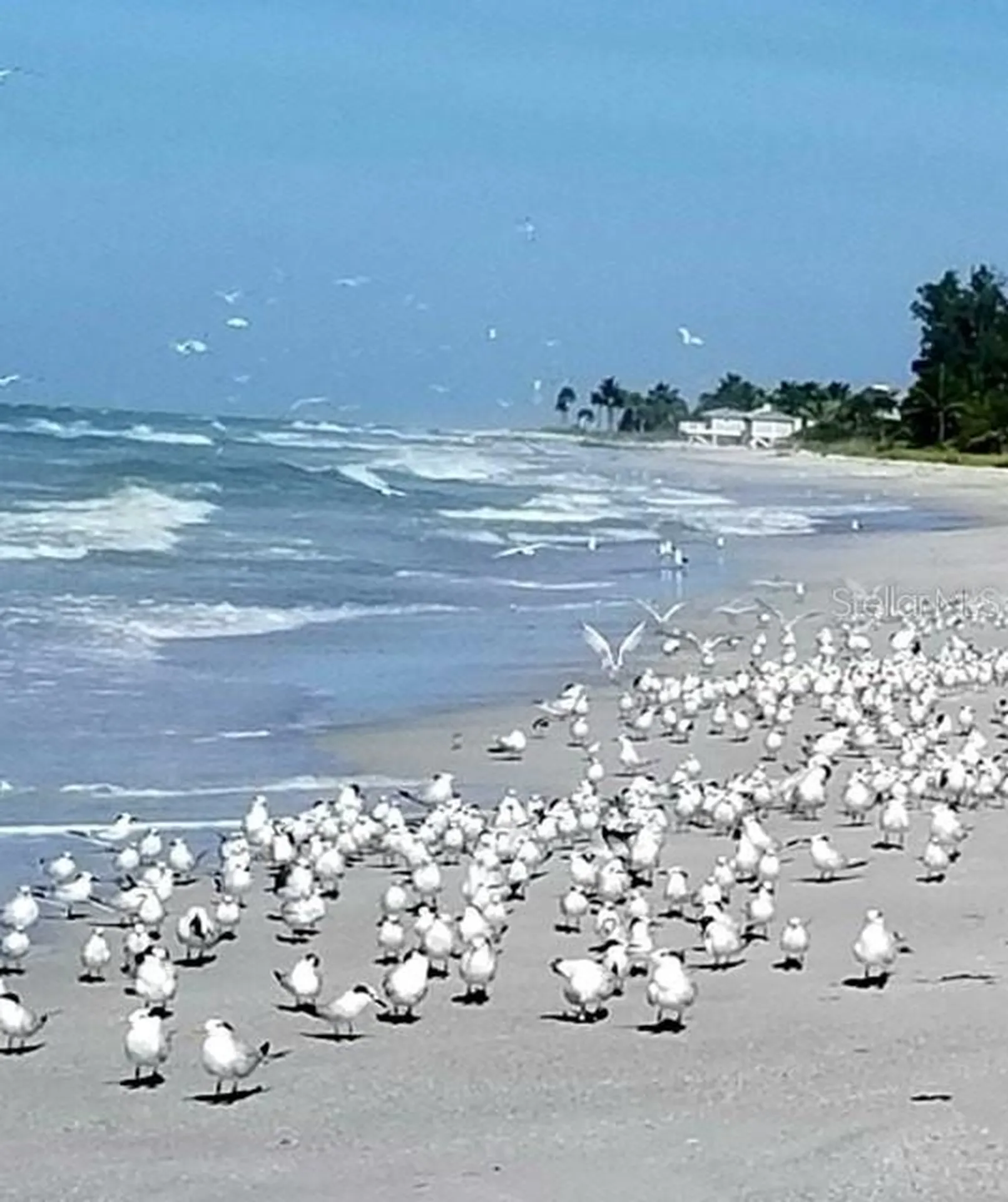 600 Jungle Queen Way Longboat Key FL 34228