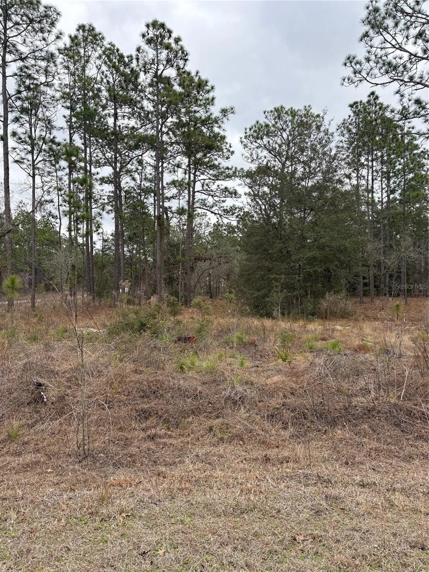 1159 NW Redwood Drive Dunnellon FL 34431