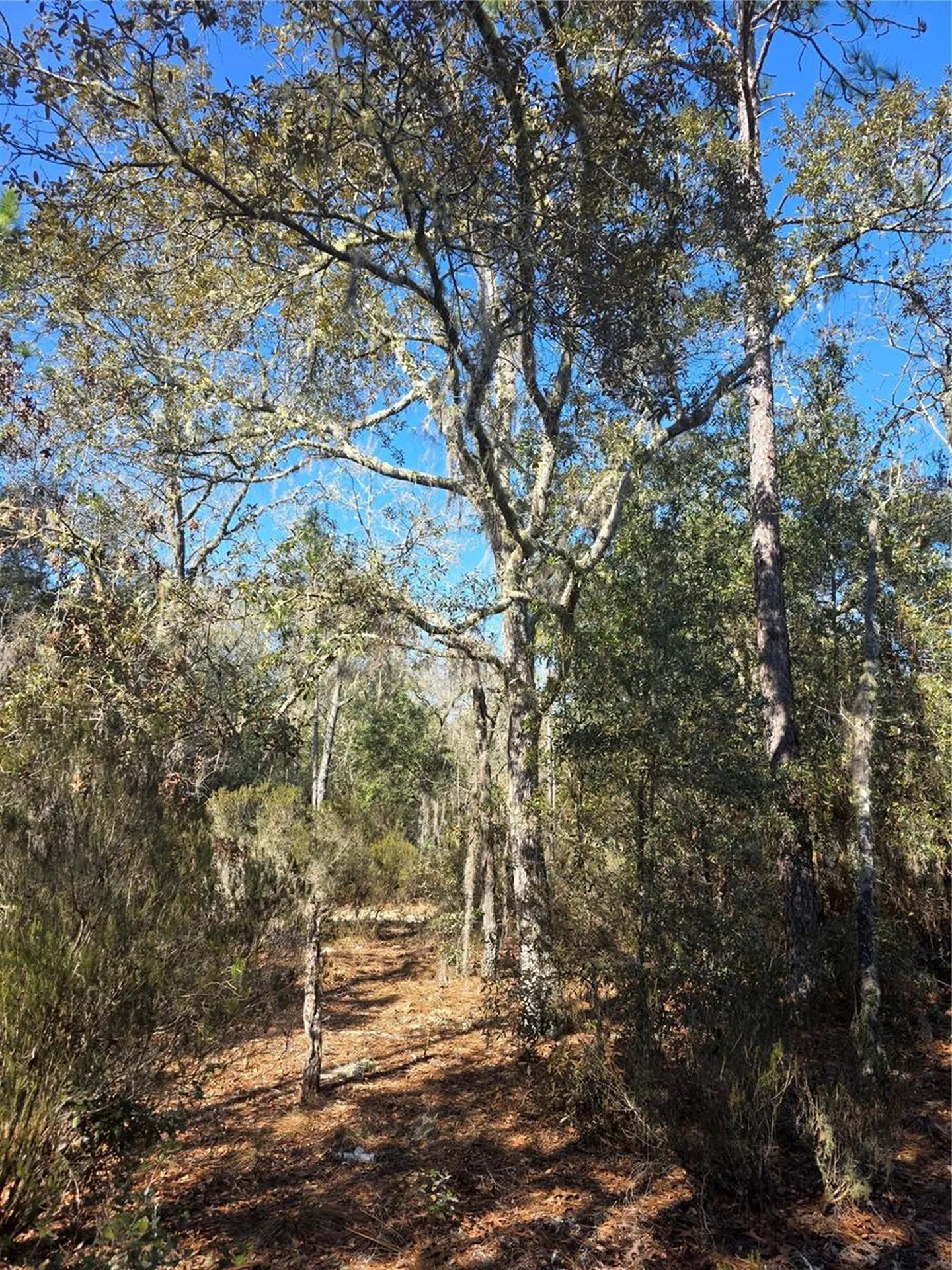 Tbd NE 87th Place Bronson FL 32621