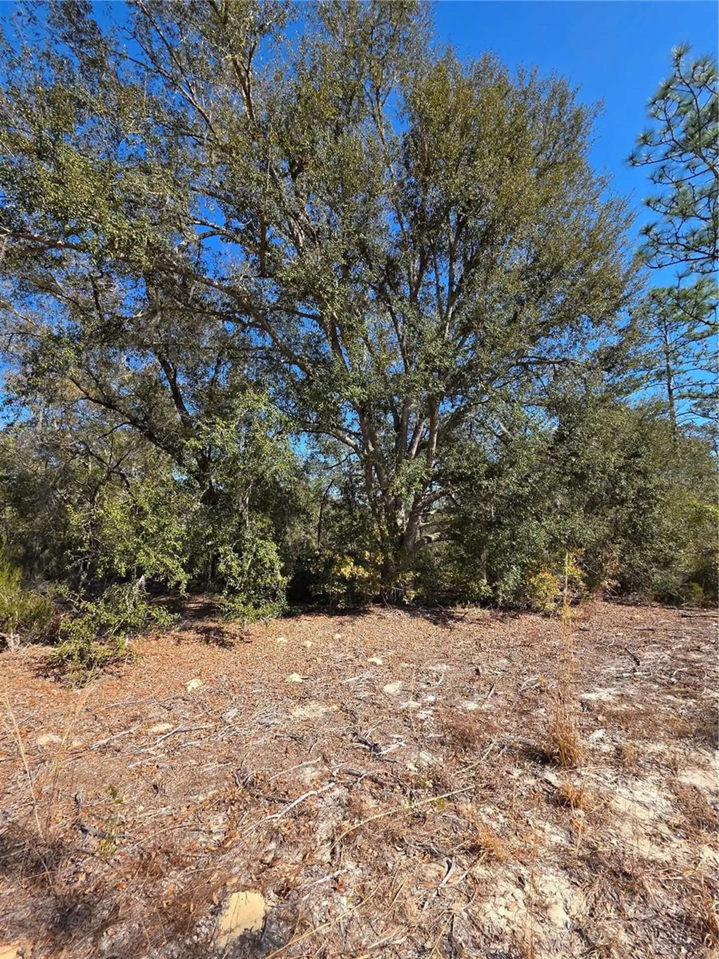 Tbd NE 87th Place Bronson FL 32621