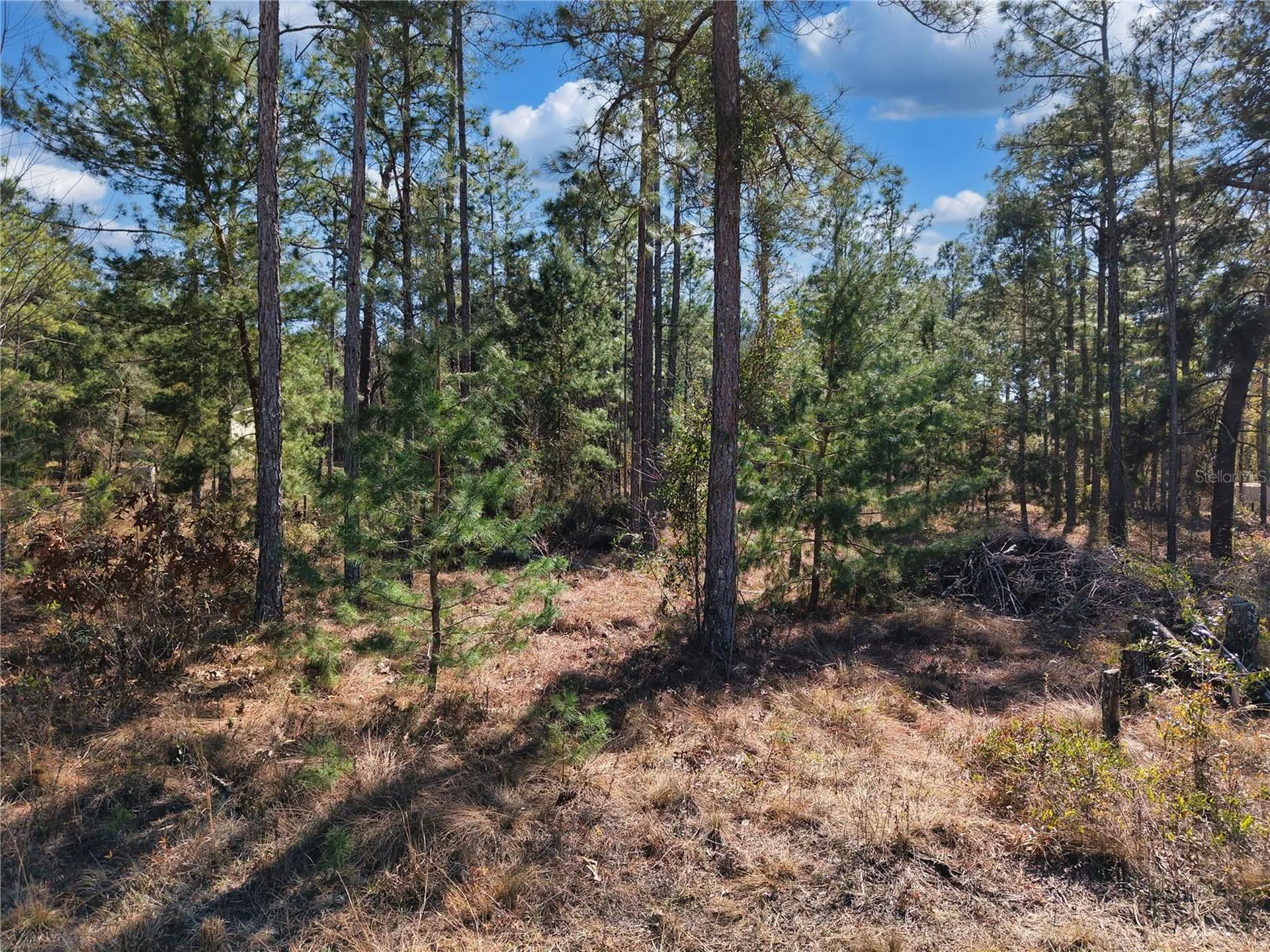 Tbd 00 SE 6th Lane Williston FL 32696