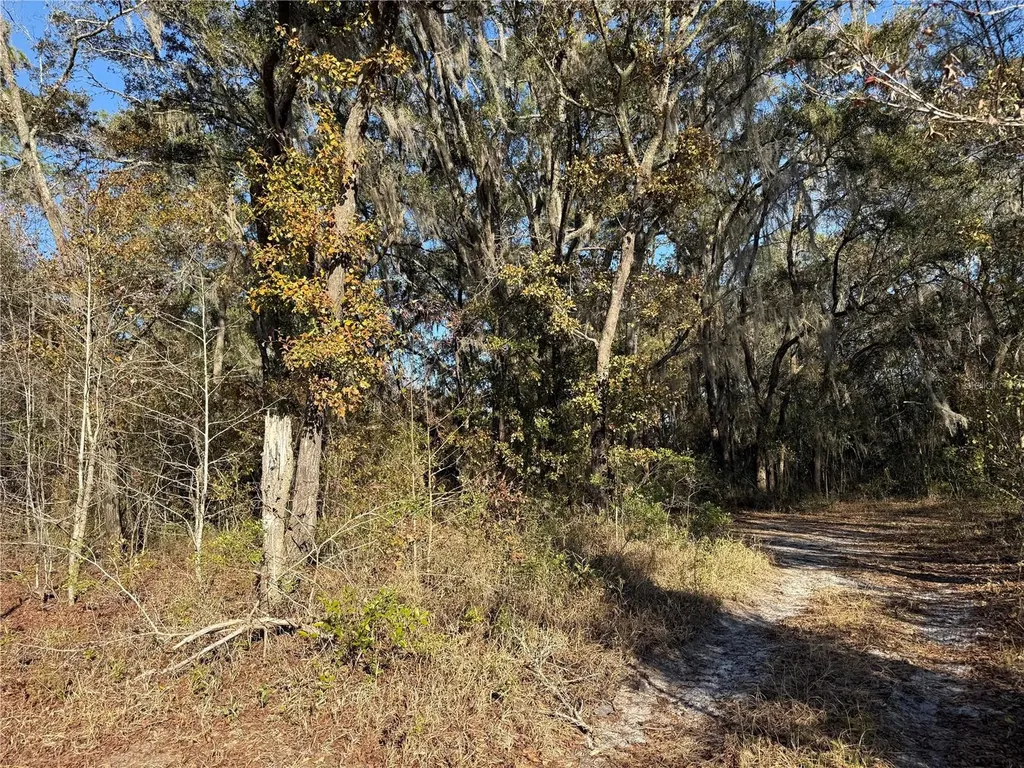 01 NE 126 Street Bronson FL 32621