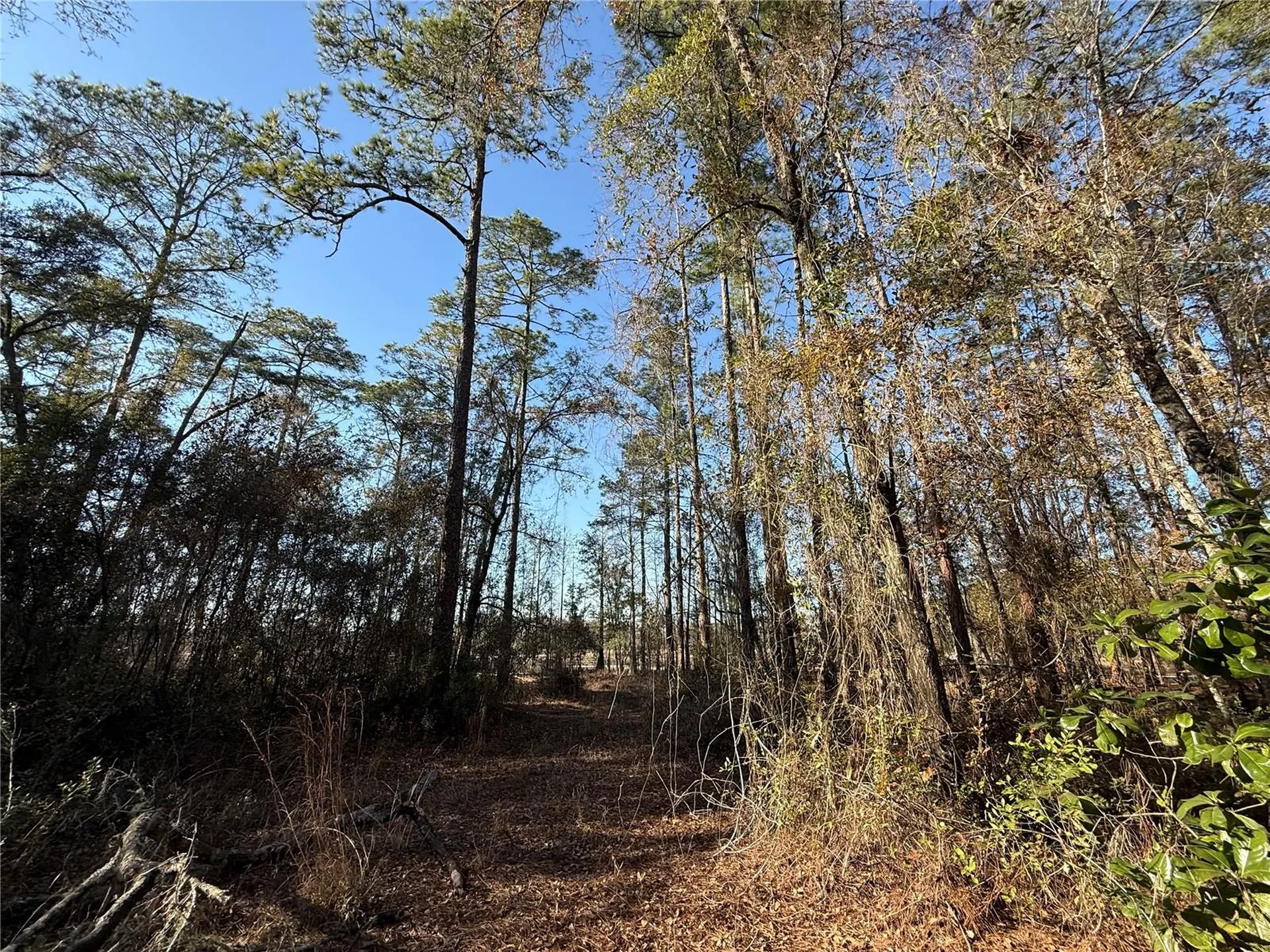 01 NE 126 Street Bronson FL 32621