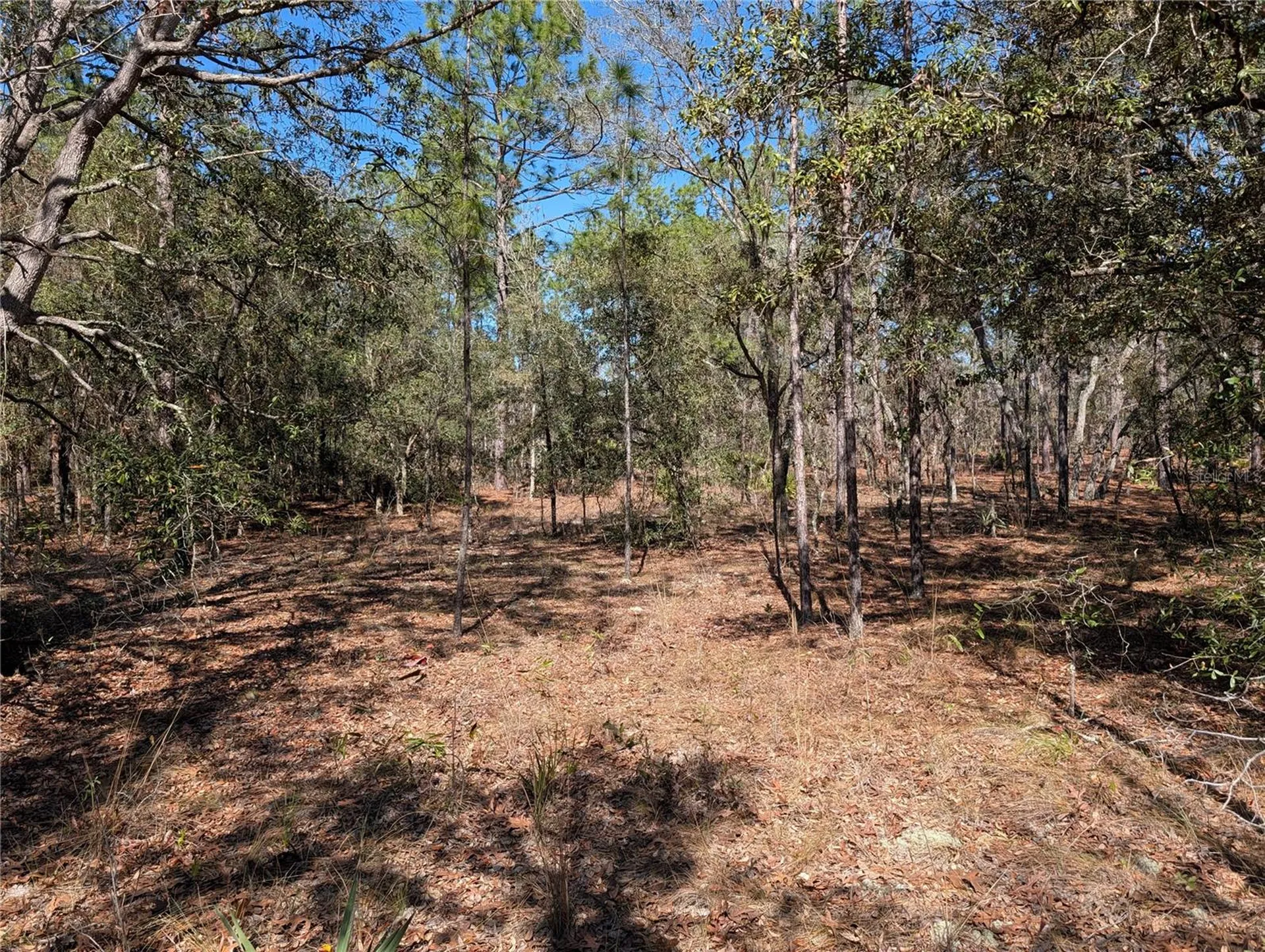 SW 81st Street Dunnellon FL 34432