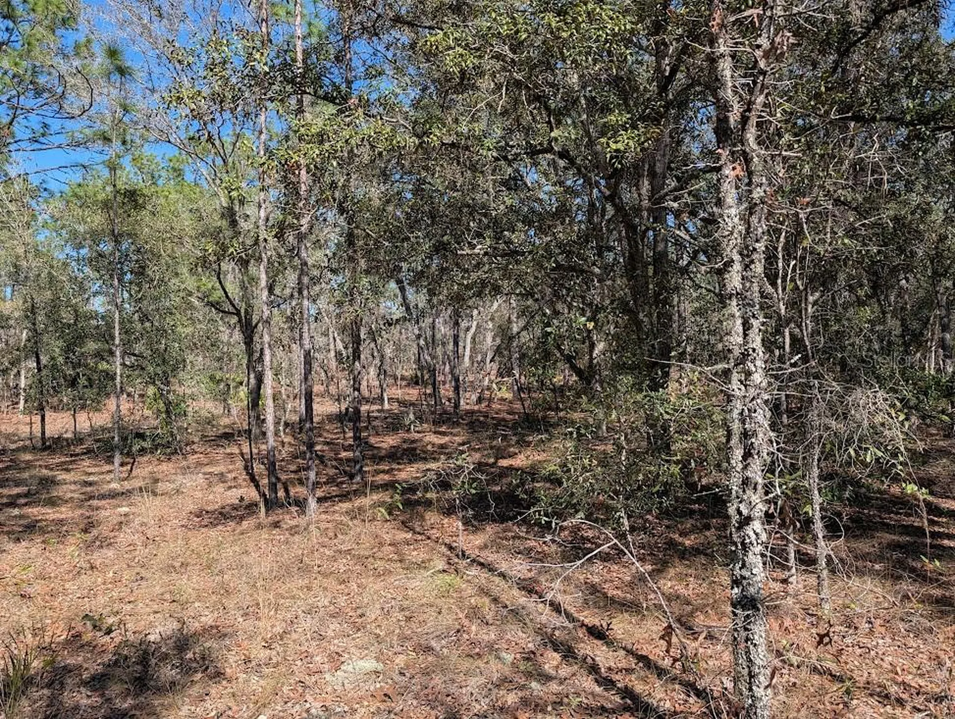 SW 81st Street Dunnellon FL 34432