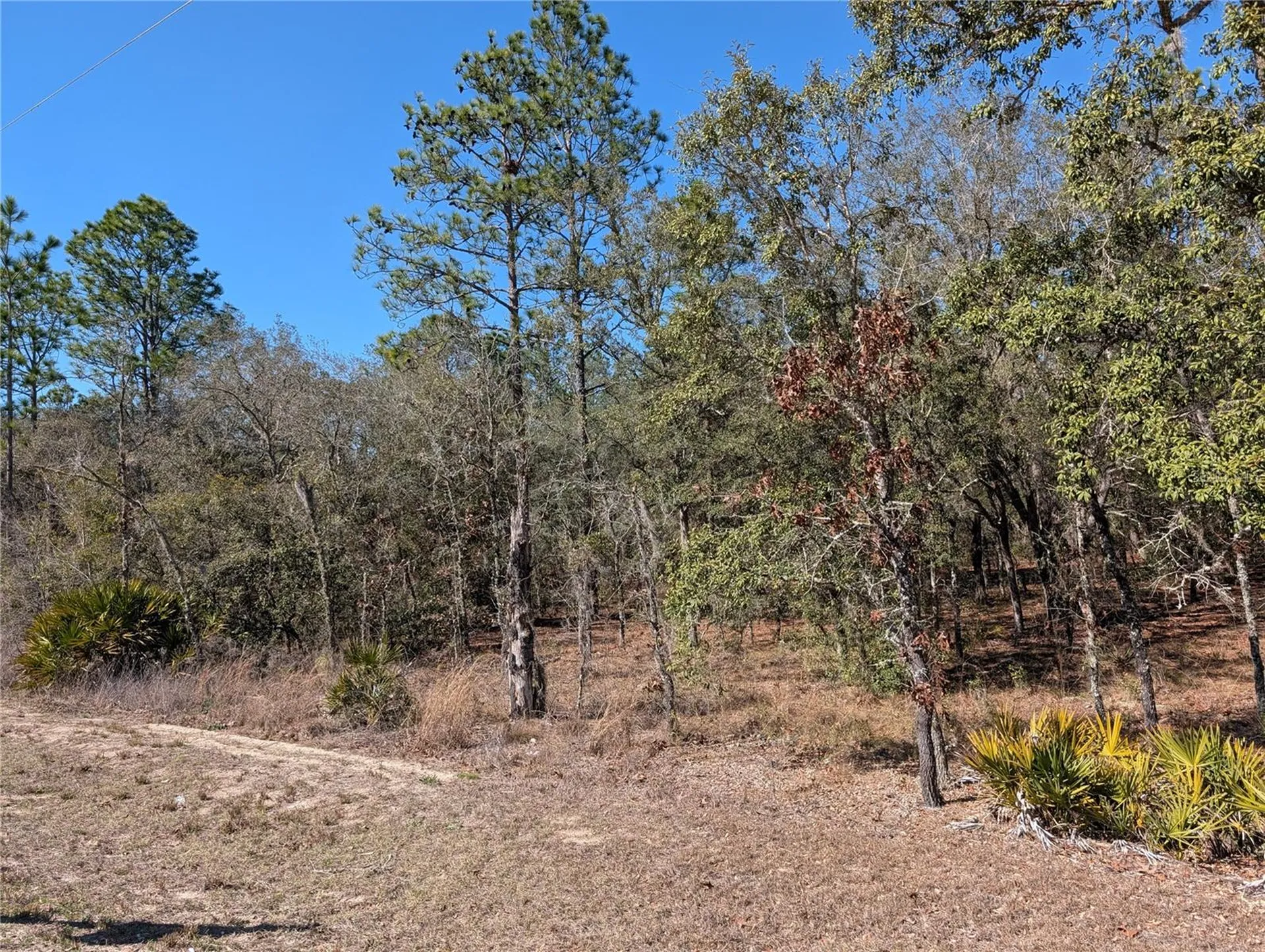 SW 81st Street Dunnellon FL 34432