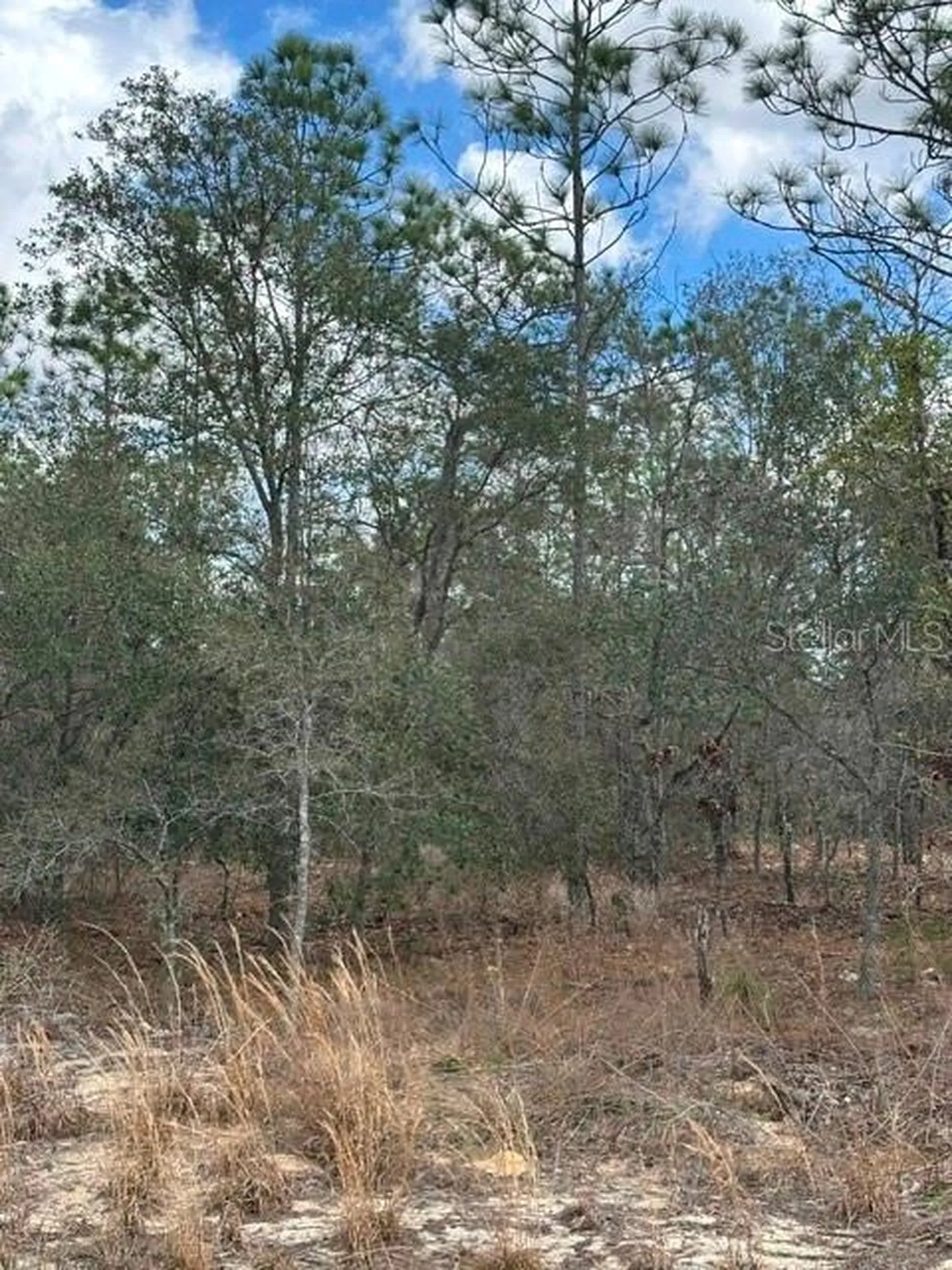 Dunnellon FL 34431
