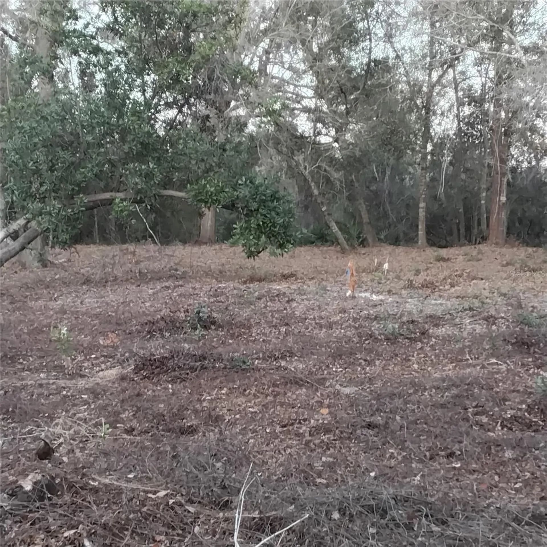 0 Alturas Babson Park Cutoff Road Bartow FL 33830