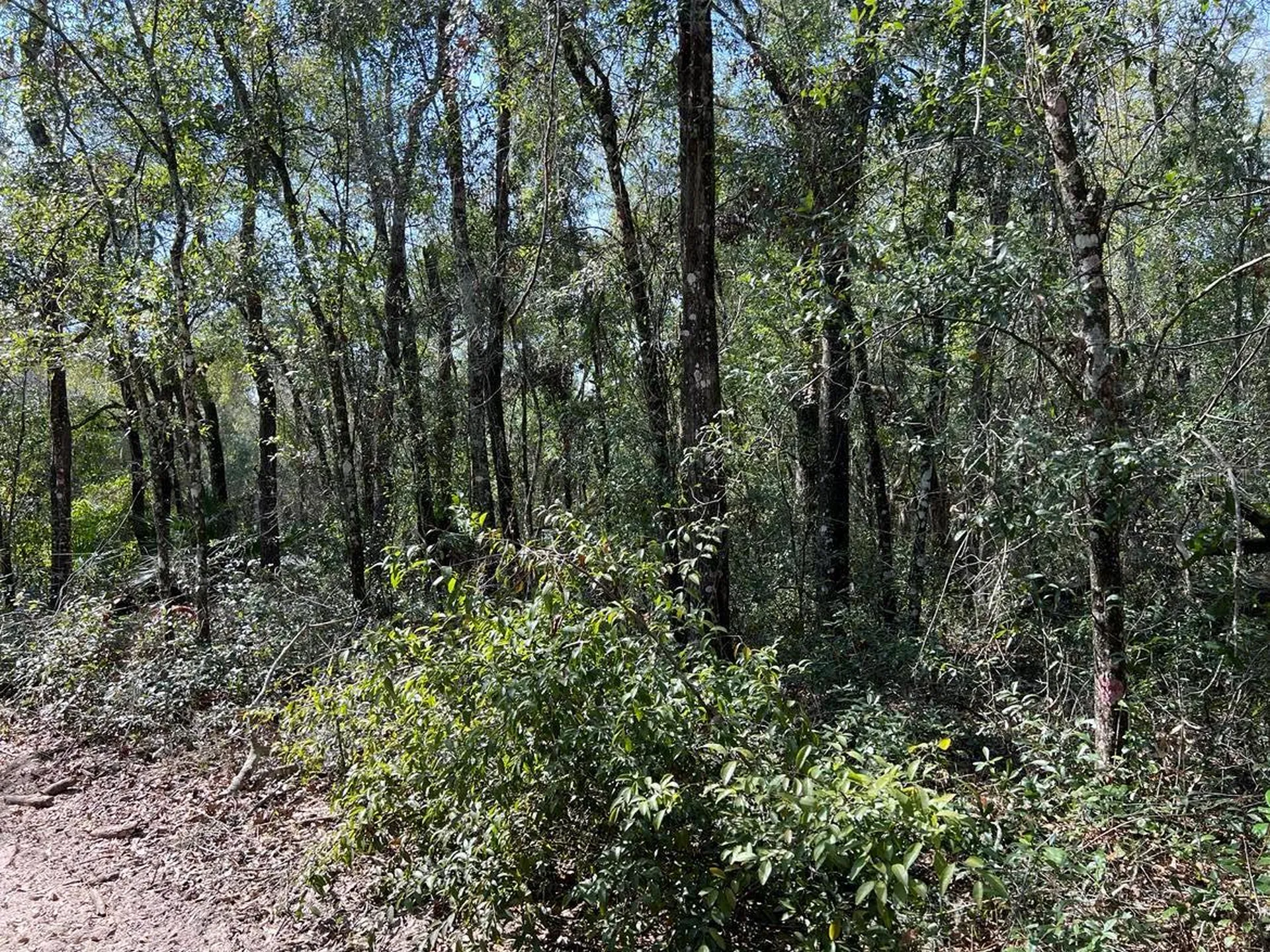 34085 Arrowrock Street Webster FL 33597