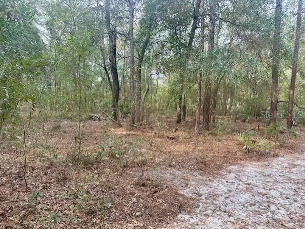 NW 11th Avenue Bell FL 32619