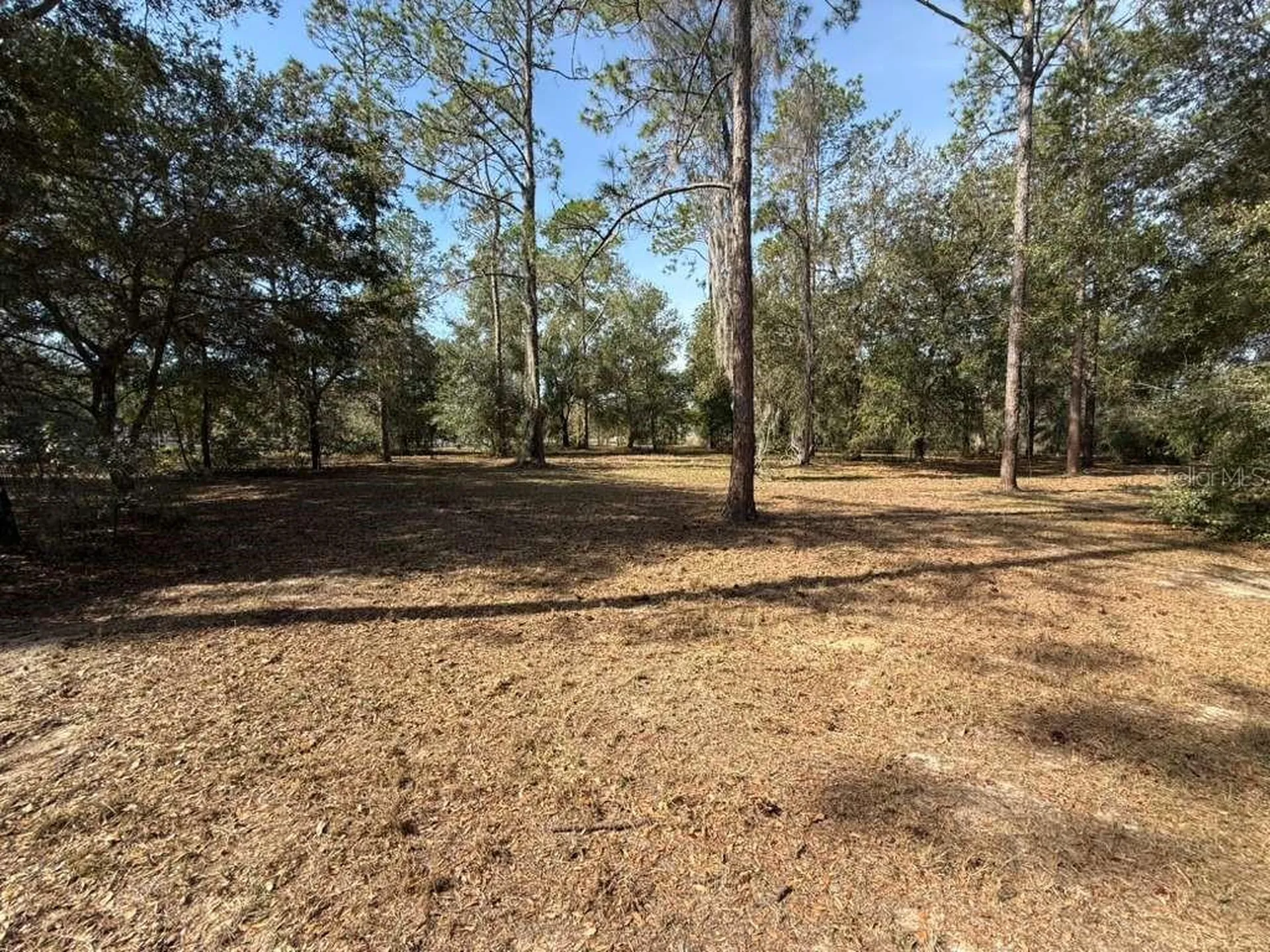 Bonsmara Drive Leesburg FL 34748