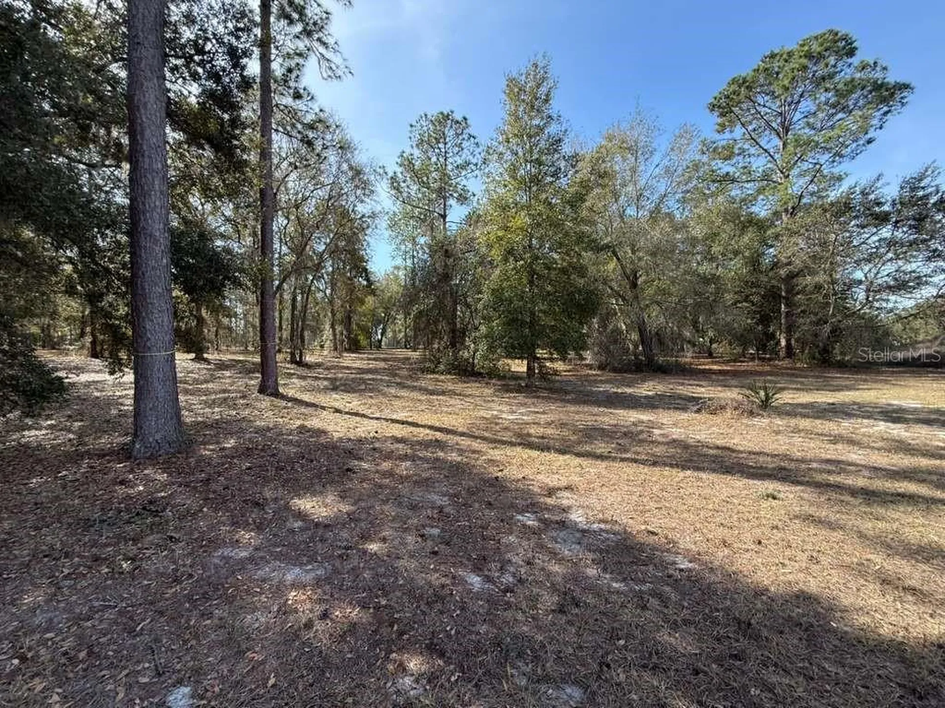 Bonsmara Drive Leesburg FL 34748