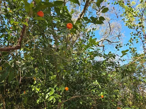 0 Magnolia Creek Lane Montverde FL 34756
