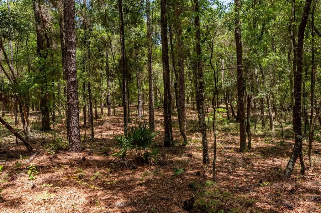 SW 73 Loop Dunnellon FL 34432