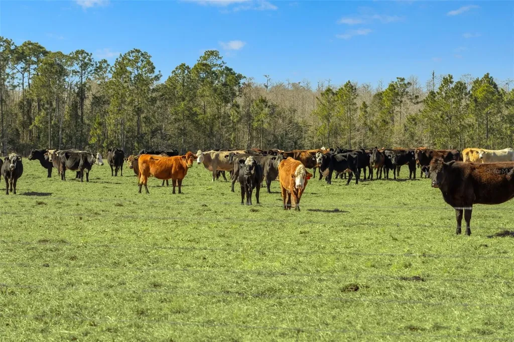 Lake Erie Road Groveland FL 34736