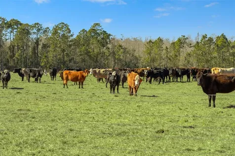Lake Erie Road Groveland FL 34736