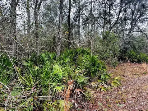Tbd Off Riverview Road Fanning Springs FL 32693