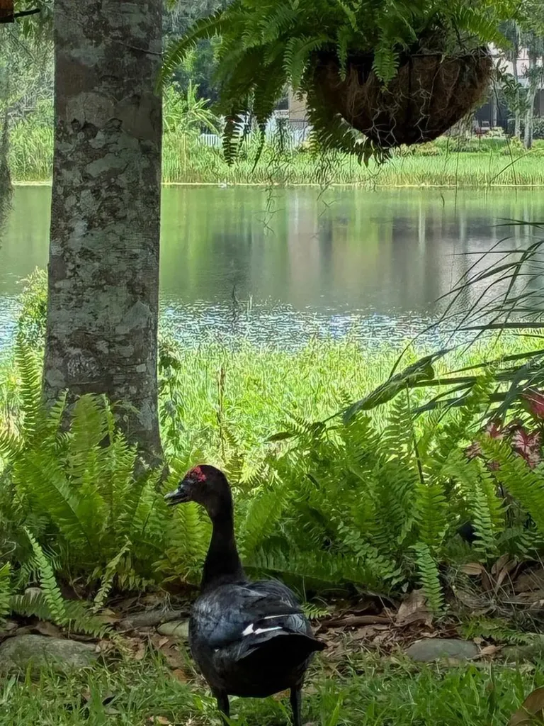 4850 Walnut Ridge Road Land O Lakes FL 34638
