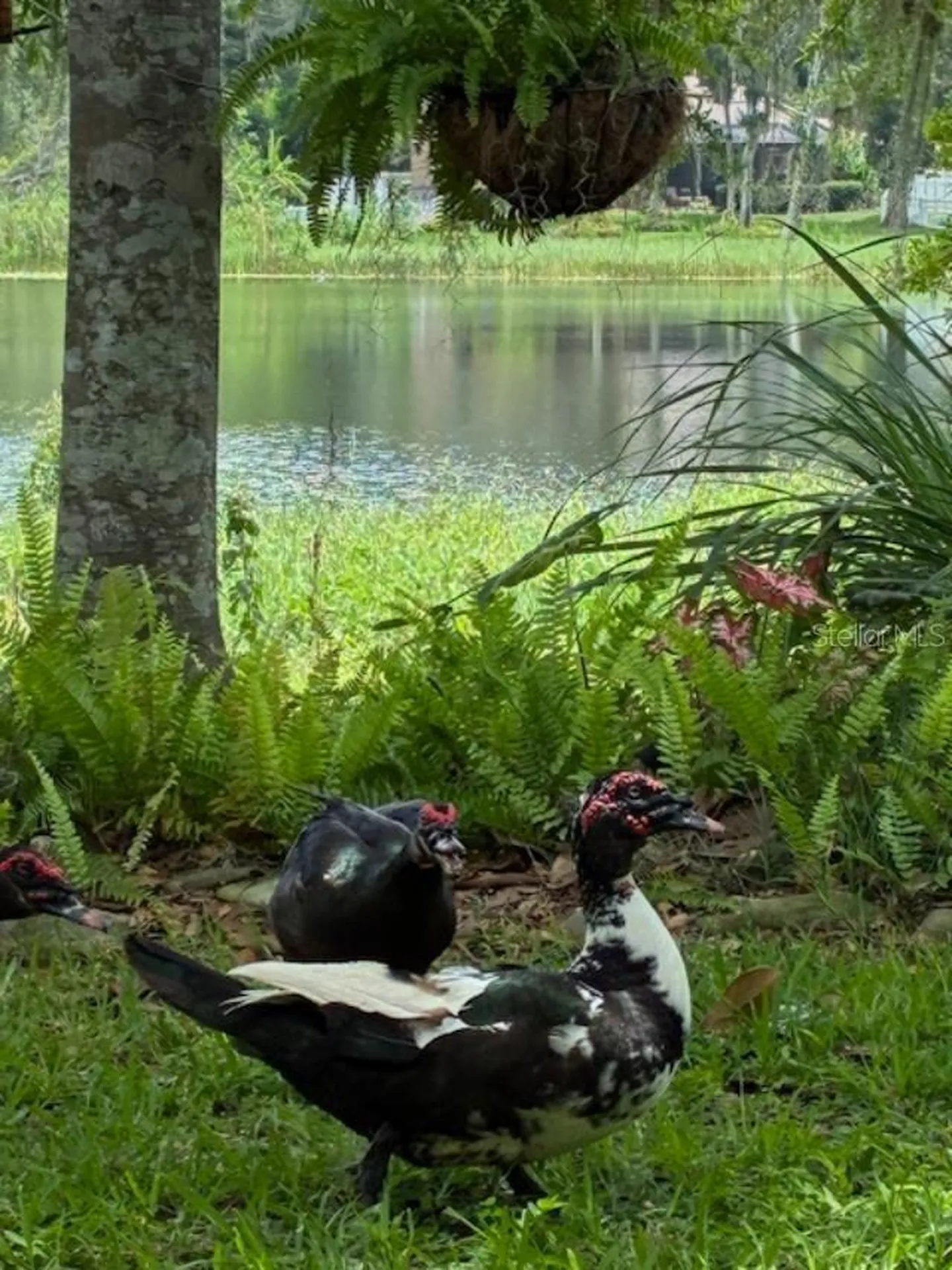 4850 Walnut Ridge Road Land O Lakes FL 34638
