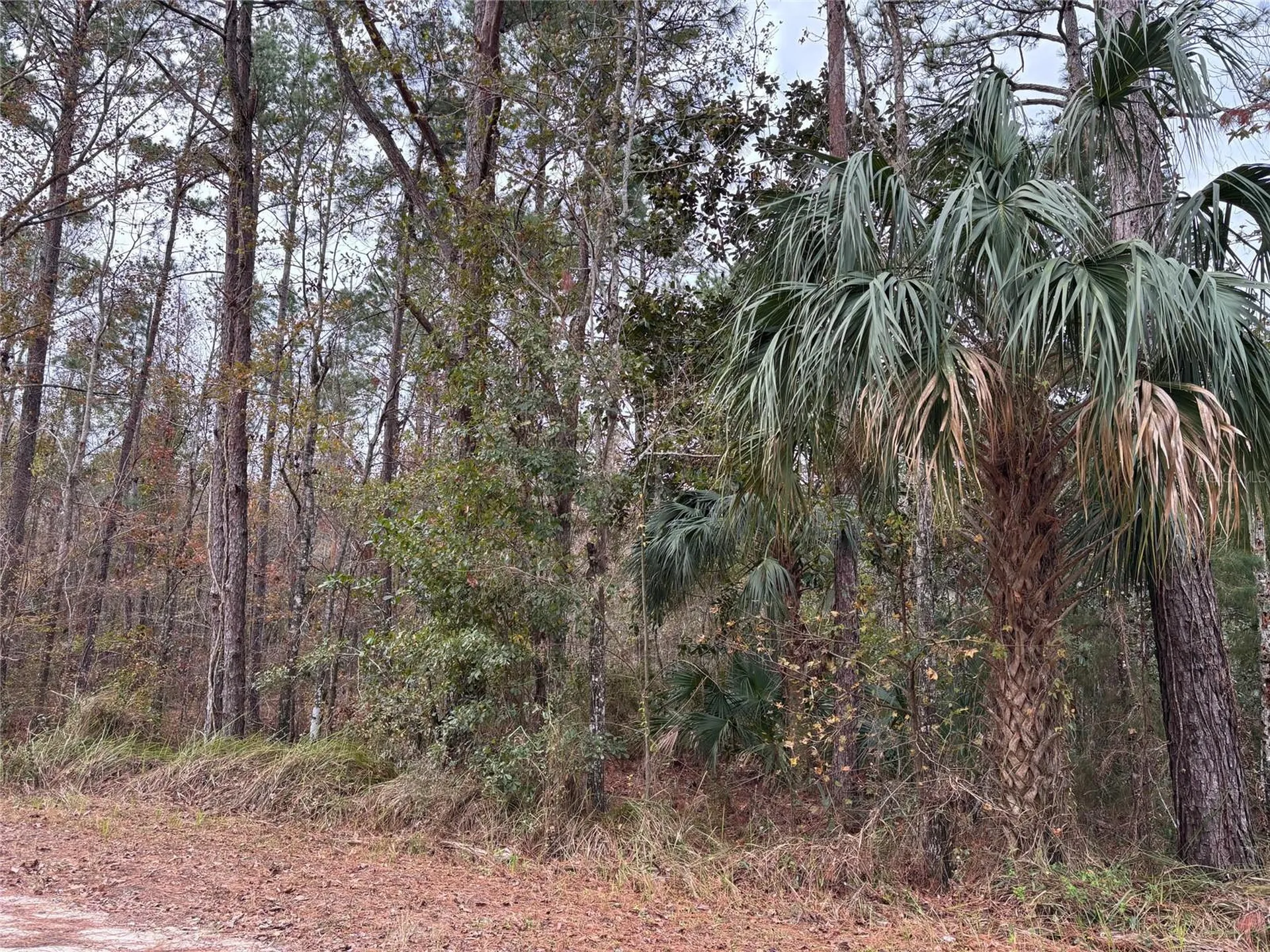 Lot 12 Carolina Dove Road Brooksville FL 34614