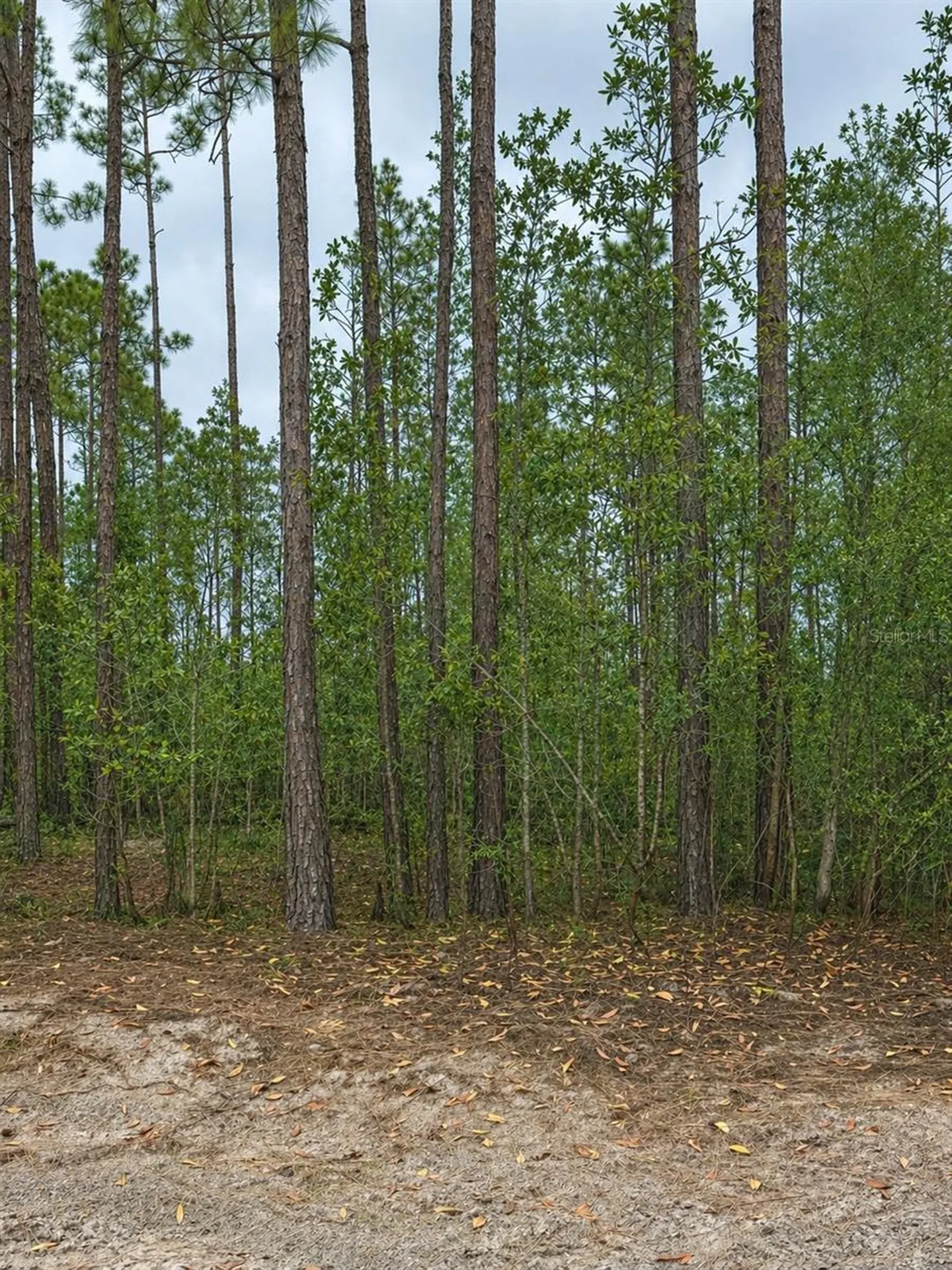 Tbd NW 2nd Avenue Palatka FL 32177
