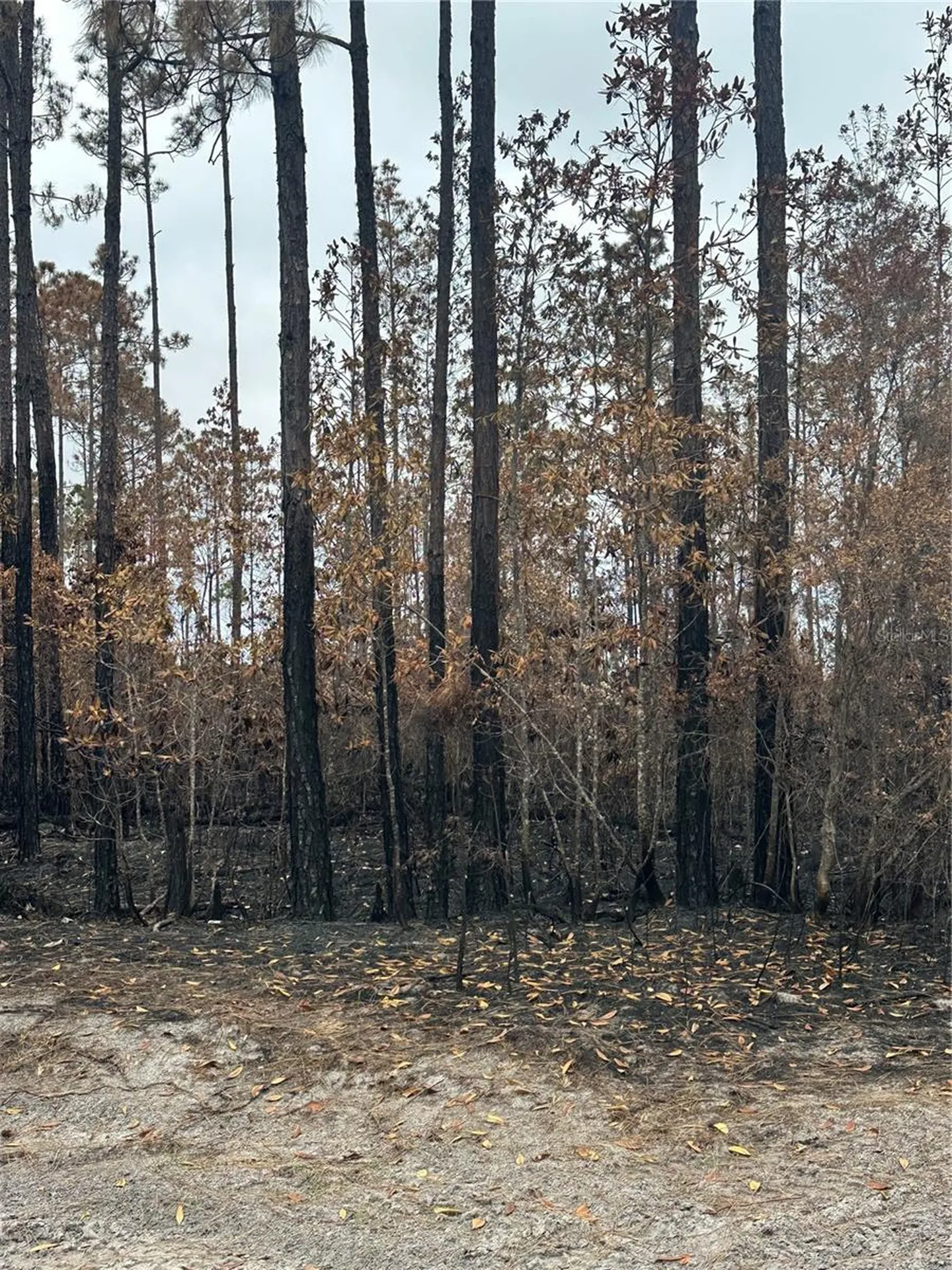 Tbd NW 2nd Avenue Palatka FL 32177