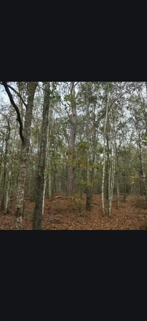 4814 NW 244 Avenue Alachua FL 32615