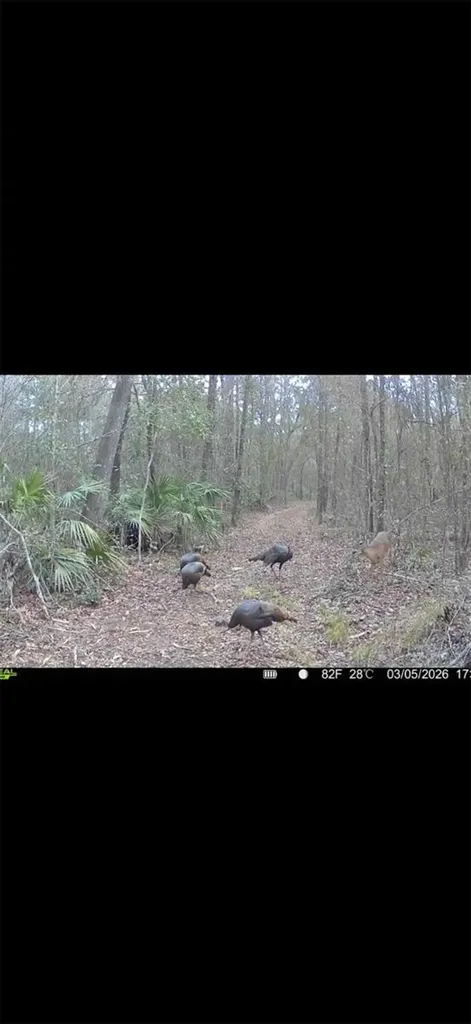 4814 NW 244 Avenue Alachua FL 32615