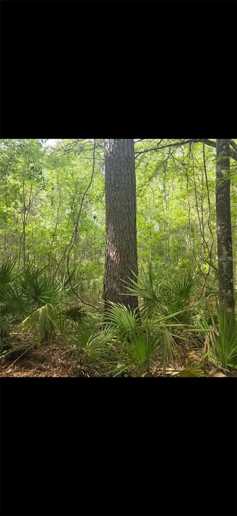 4814 NW 244 Avenue Alachua FL 32615