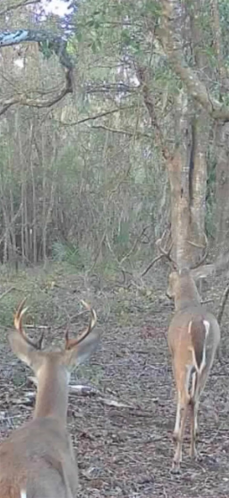 4814 NW 244 Avenue Alachua FL 32615