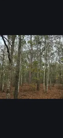 4814 NW 244 Avenue Alachua FL 32615