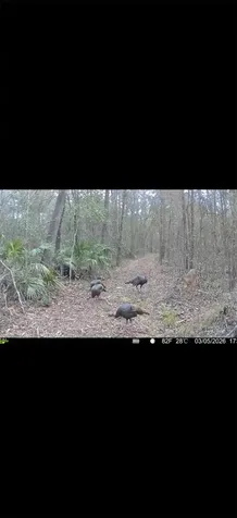 4814 NW 244 Avenue Alachua FL 32615