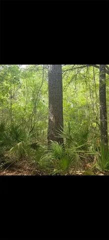4814 NW 244 Avenue Alachua FL 32615