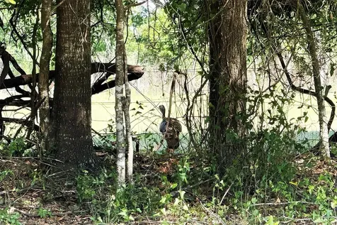 18919 NW 62nd Avenue Alachua FL 32615