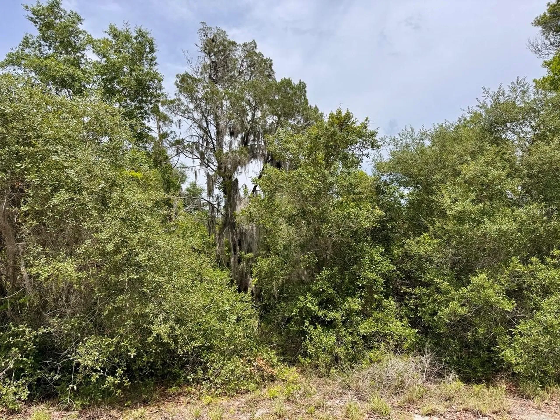 8365 NE 306th Court Salt Springs FL 32134