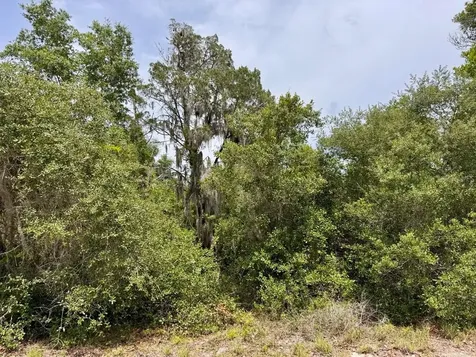 8365 NE 306th Court Salt Springs FL 32134
