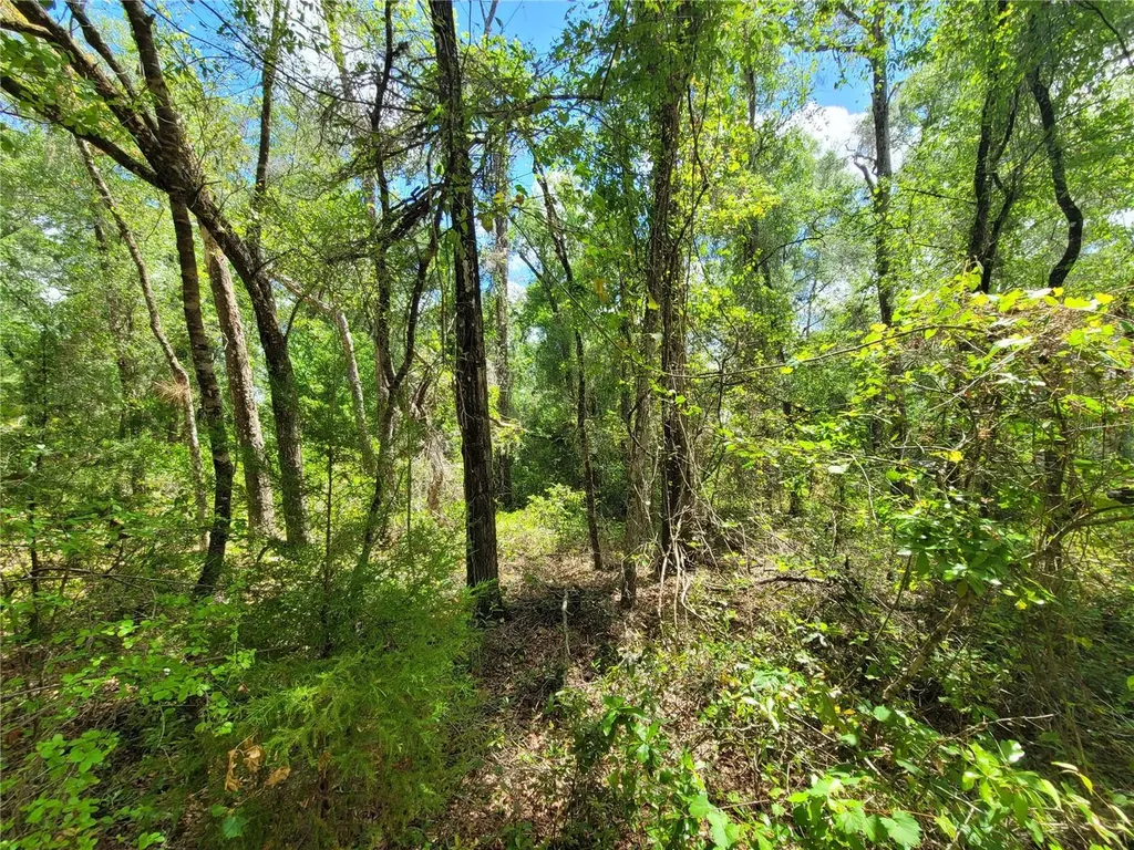 910 Ferncreek Avenue Inverness FL 34453