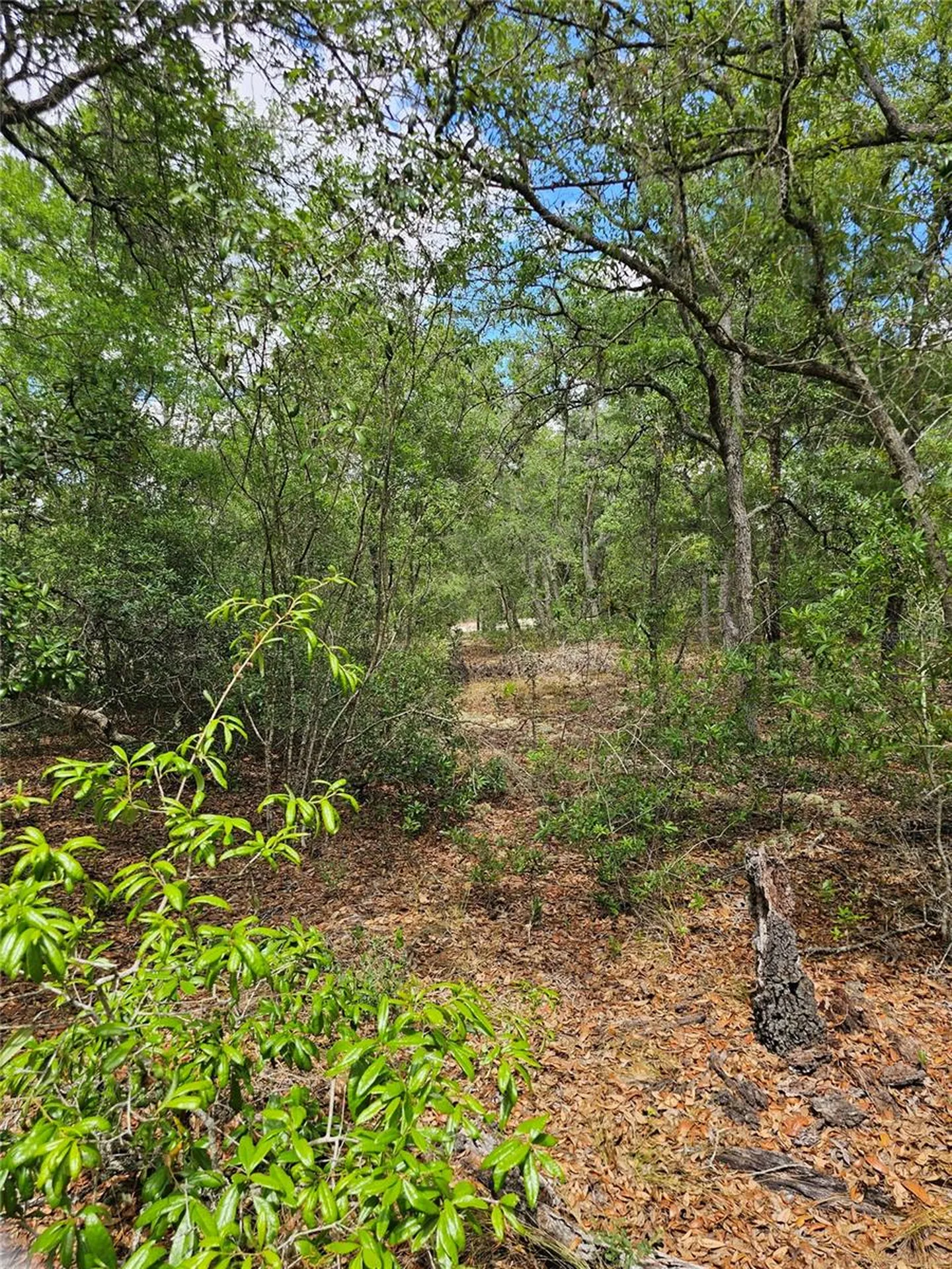 2950 W Pompano Lane Dunnellon FL 34433
