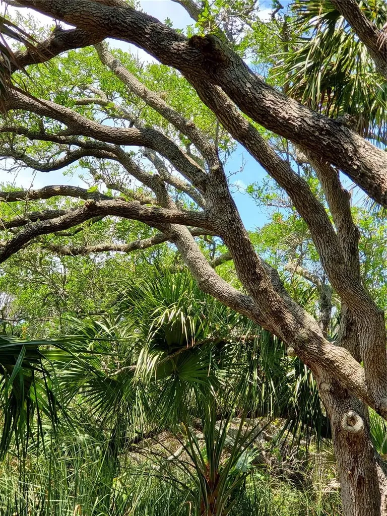 123 Marlin Drive Ormond By The Sea FL 32176