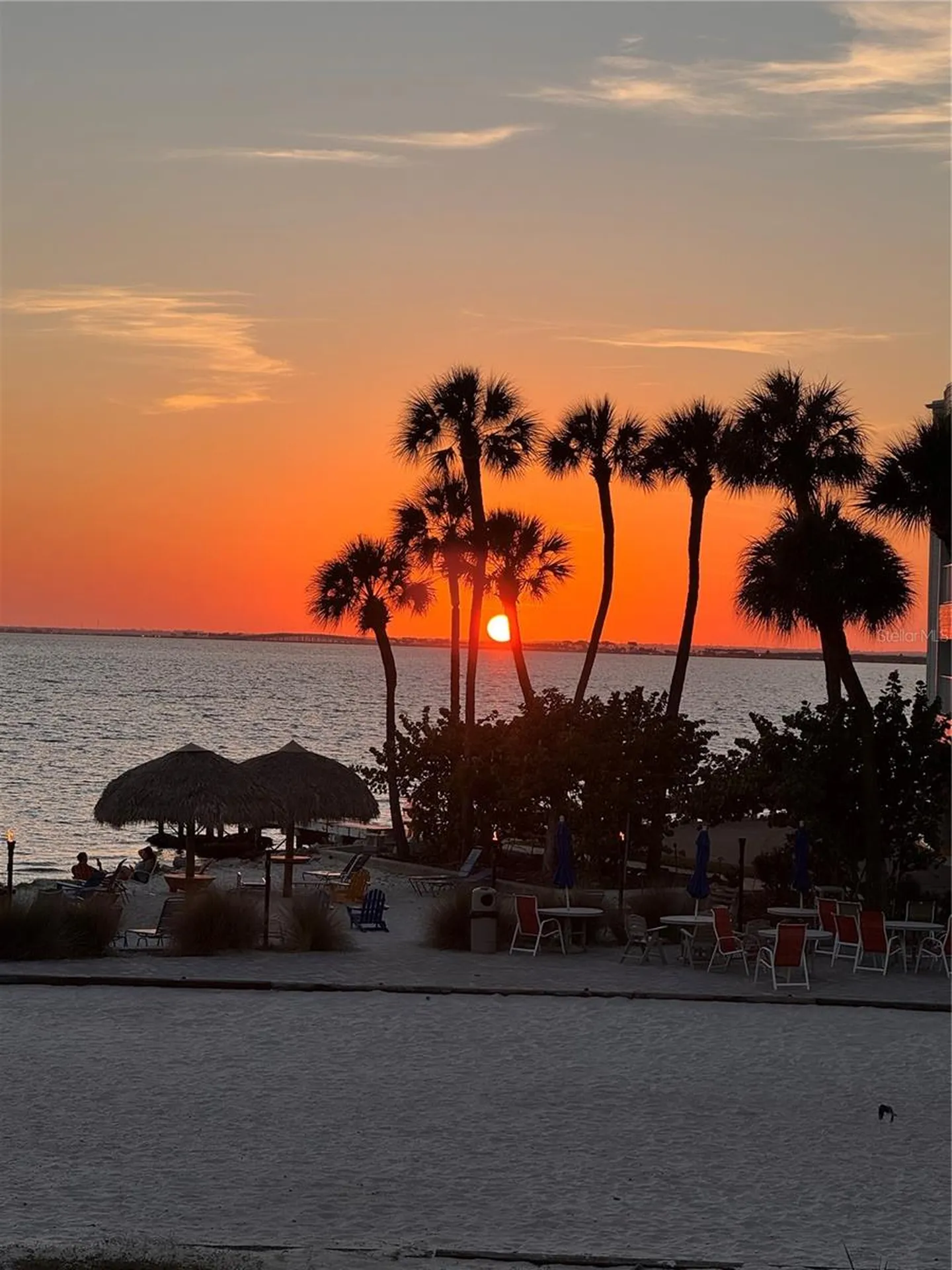 Tampa FL 33607