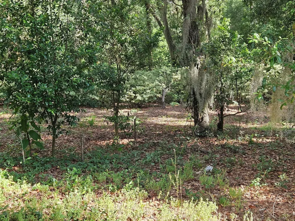 Burnsed Road Pierson FL 32180