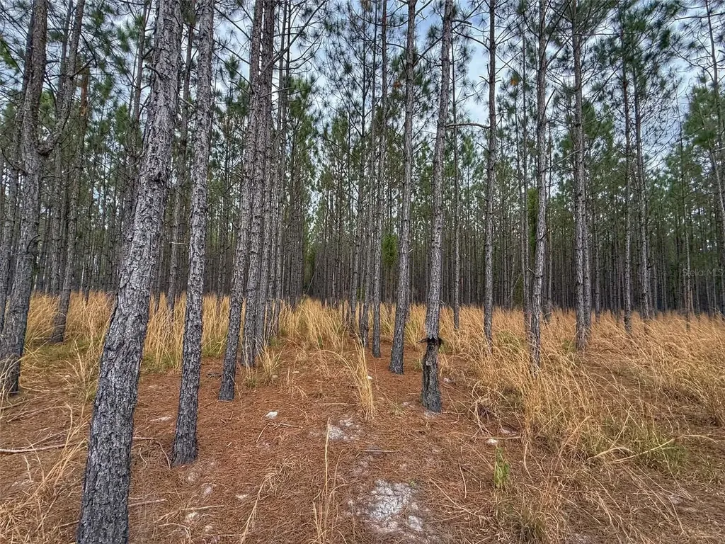 Tbd SE Pearl Fletcher Road Branford FL 32008