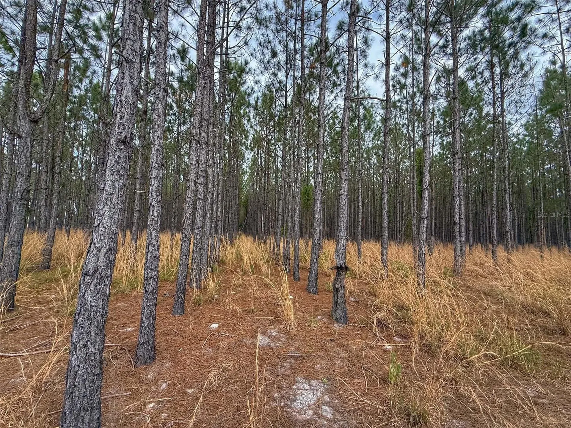 Tbd SE Pearl Fletcher Road Branford FL 32008
