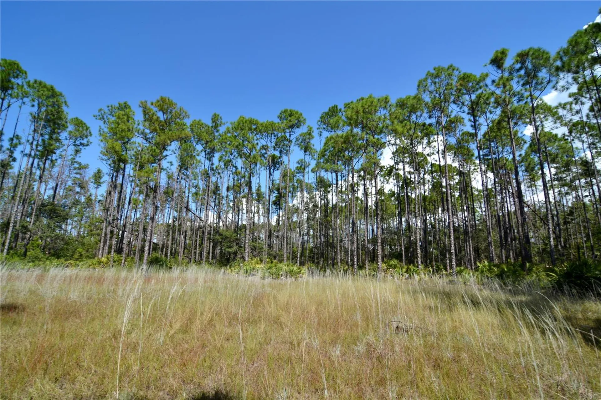 Key Deer Ct, Perry FL 32348
