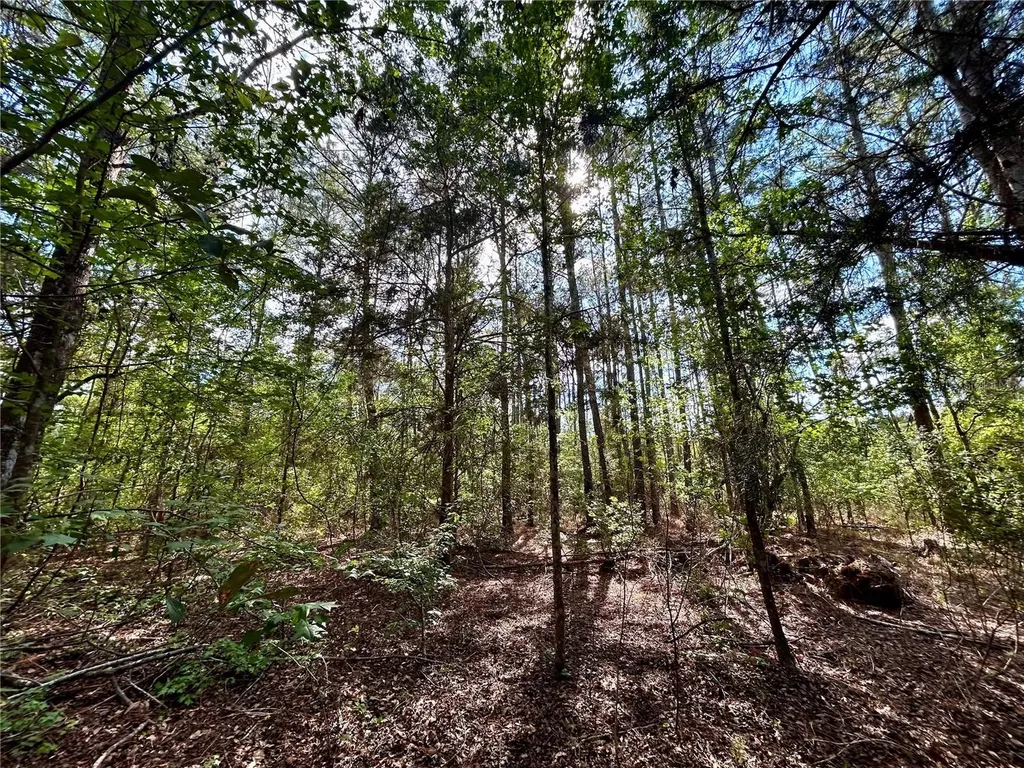 4819 NE 211th Drive Earleton FL 32631