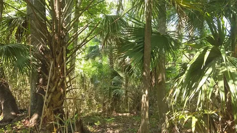 2140 St Johns River Road Astor FL 32102