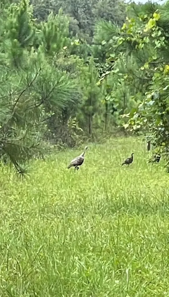 NE 124th Terrace Fort Mc Coy FL 32134