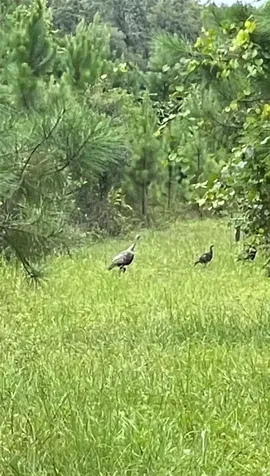 NE 124th Terrace Fort Mc Coy FL 32134