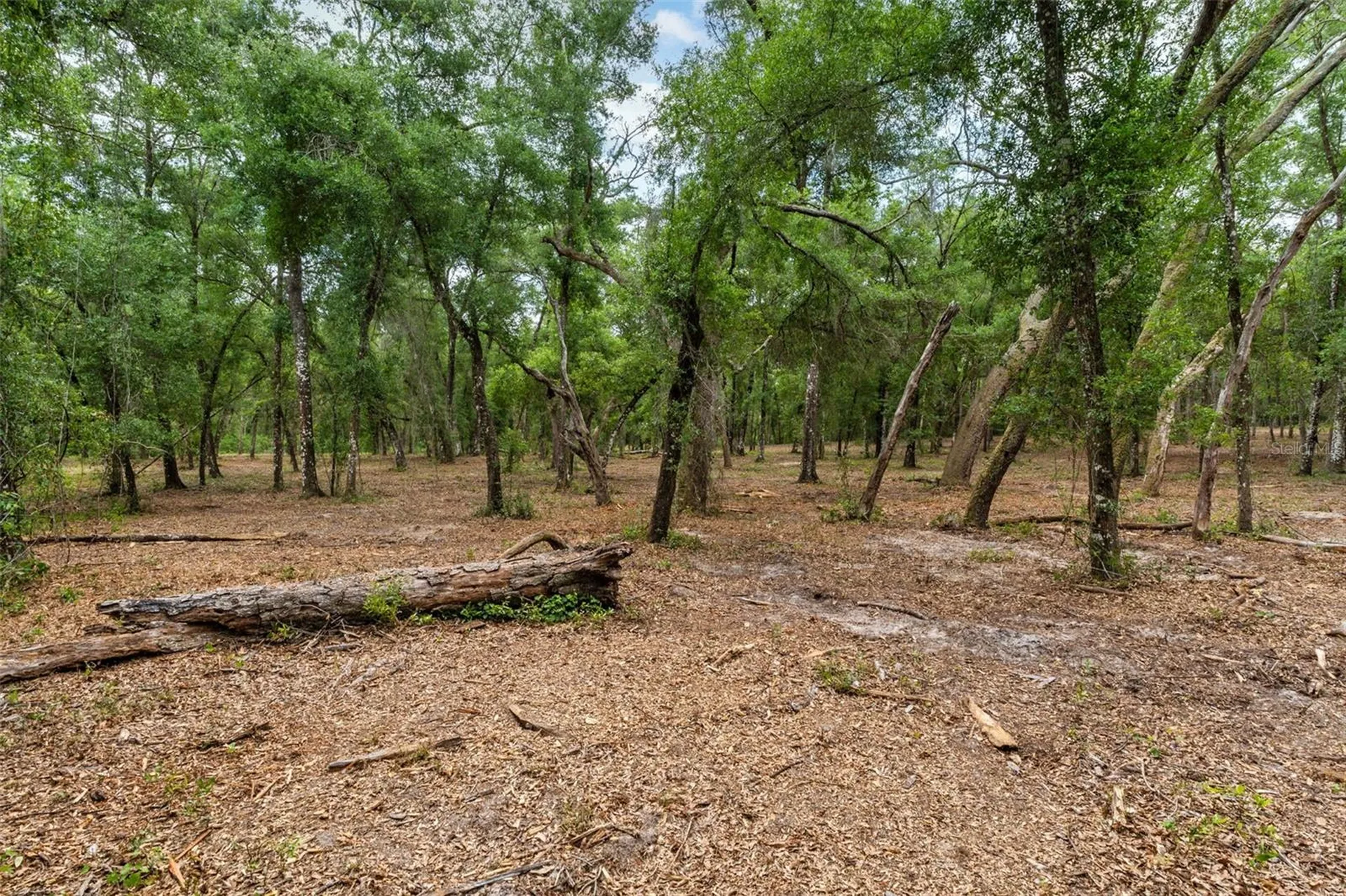 6341 Nile Avenue Webster FL 33597